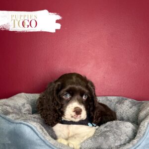 Chocolate/White male Cocker Spaniel puppy at Puppies To Go in Miami