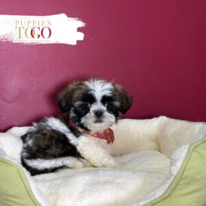 Tri-Color male Shih Tzu puppy at Puppies To Go in Miami