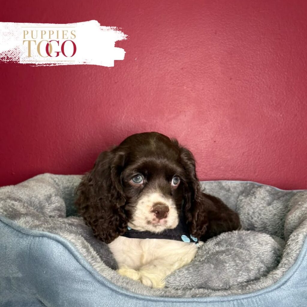 Chocolate/White male Cocker Spaniel puppy at Puppies To Go in Miami